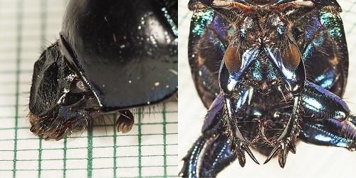 Anoplotrupes stercorosus